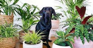 دانستنی سبک زندگی/۲۰ گیاه خطرناک برای گربه و سگ