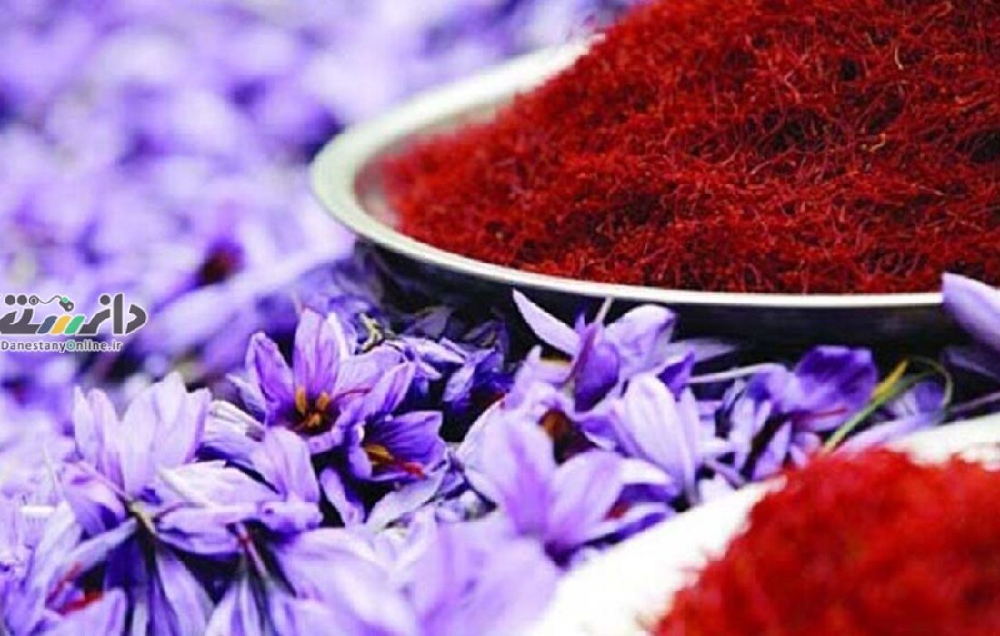 دانستنی کشاورزی/پتانسیل تولید حداقل هزارتن زعفران وجود دارد