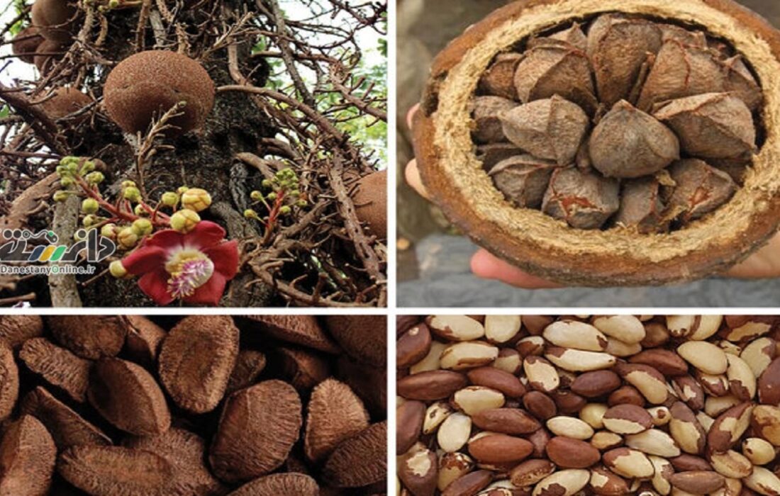 دانستنی مواد غذایی/دانه پرخاصیتی که میتواند سرطانزا باشد