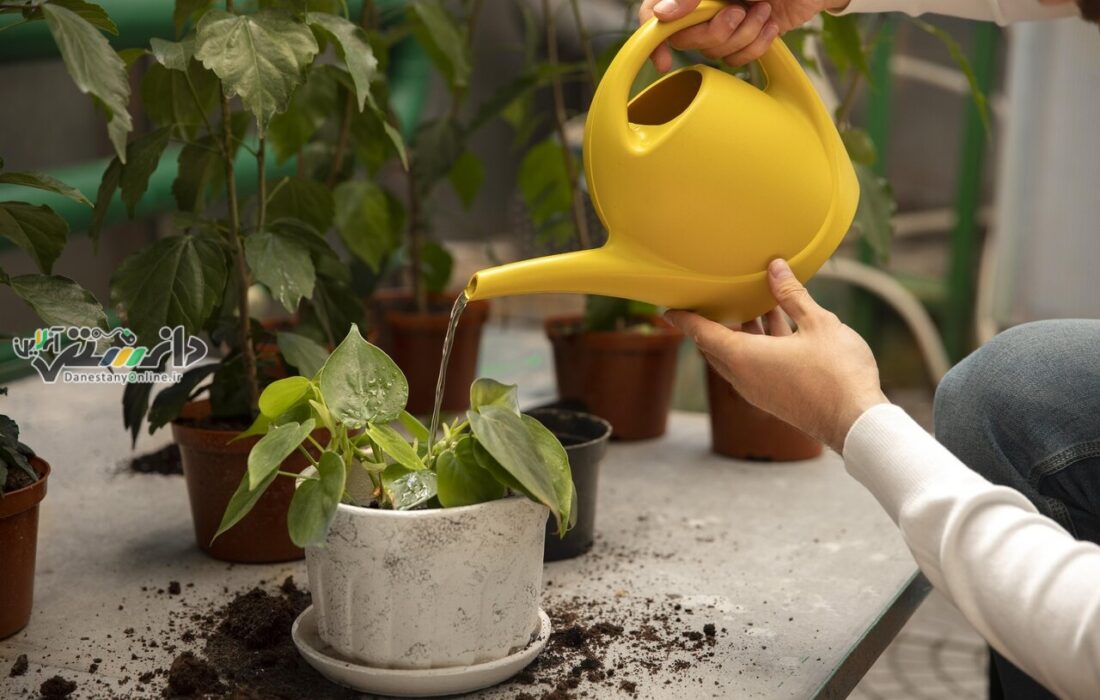 دانستنی گیاهان/چطور در خانه بدون فضای باز باغبانی کنیم؟
