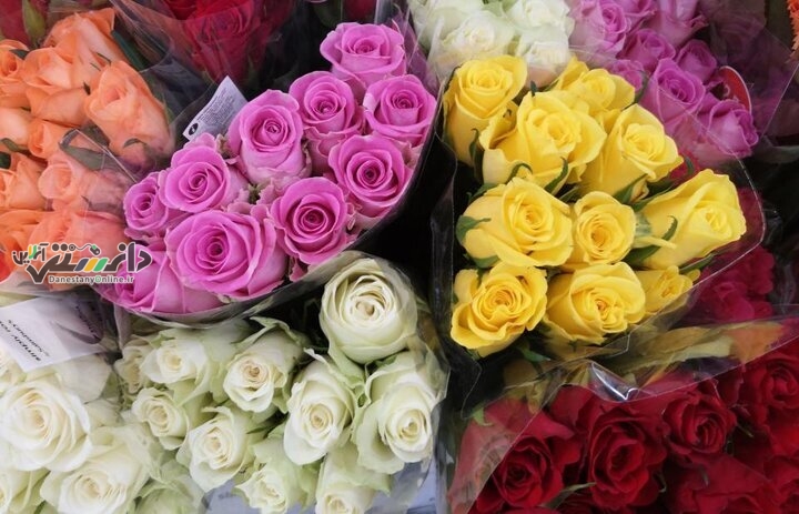 دانستنی سرگرمی/نخستین گلهای رز دنیا چه رنگی بودند؟