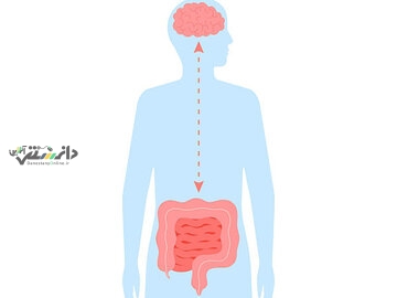 دانستنی سلامت /روده دومین مغز شماست؛ چگونه میکروبهای روده بر سلامت ما تأثیر میگذارند؟