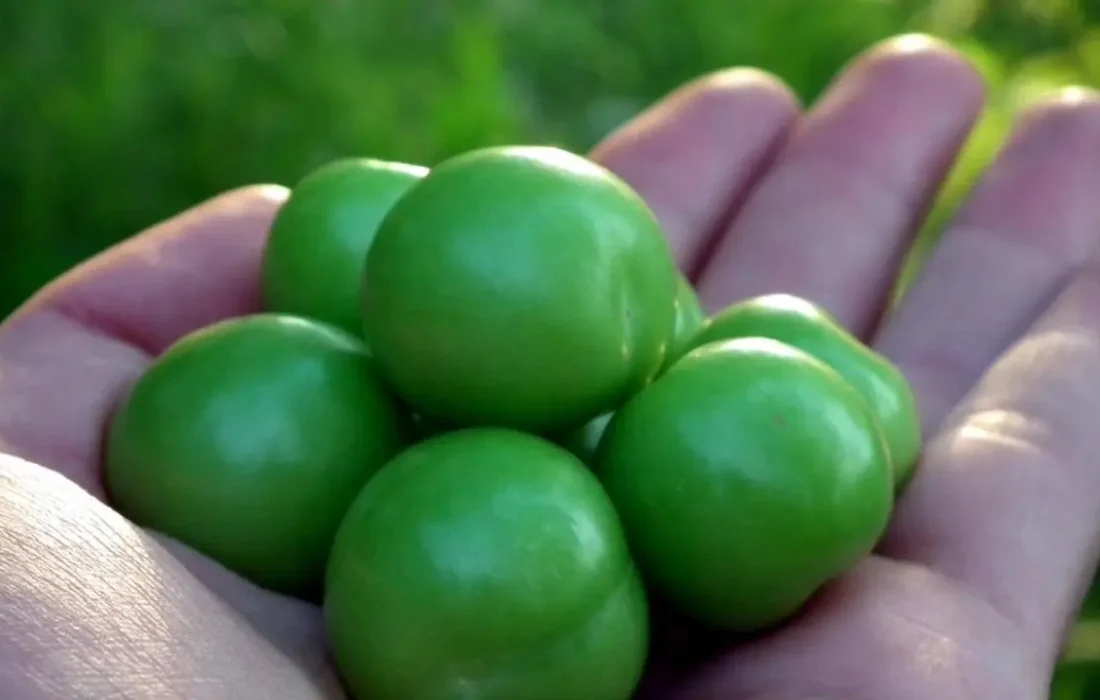 دانستنی اقتصادی /نرخ نوبرانه گوجه سبز؛ ۷۰۰ هزار تا ۲ میلیون تومان