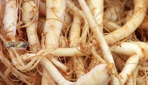 دانستنی سلامت/خواص معجزه آسای جینسینگ سفید