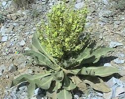 دانستنی سلامت/خواص درمانی گیاه دم گاوی