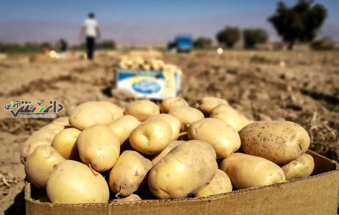 دانستنی اجتماعی/توزیع روزانه ۱۸۰ تن سیب زمینی در میادین تره بار