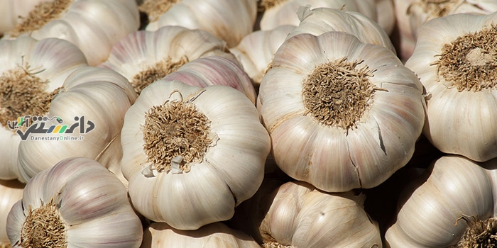 دانستنی مواد غذایی/طبع سیر گرم است یا سرد؟ بررسی خواص آن در طب سنتی