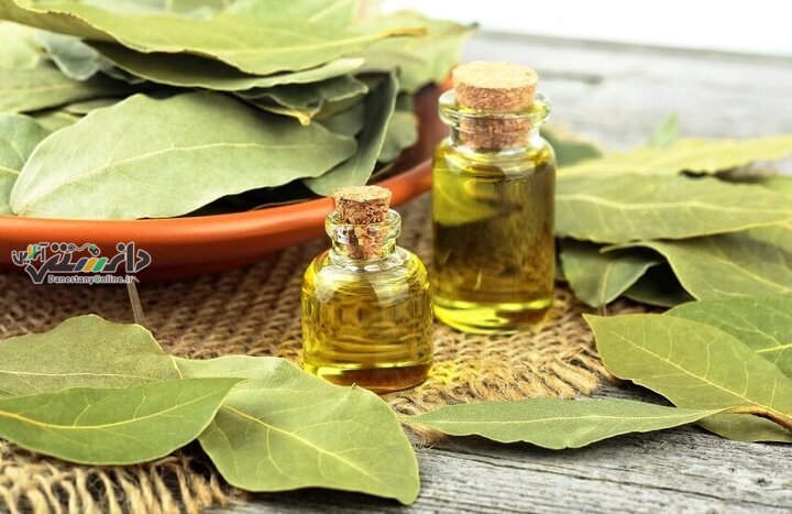 دانستنی مواد غذایی/خواص درمانی و شگفتانگیز برگبو