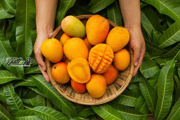 دانستتنی کار آفرینی و اشتغال /واردات انبه دوباره آزاد شد