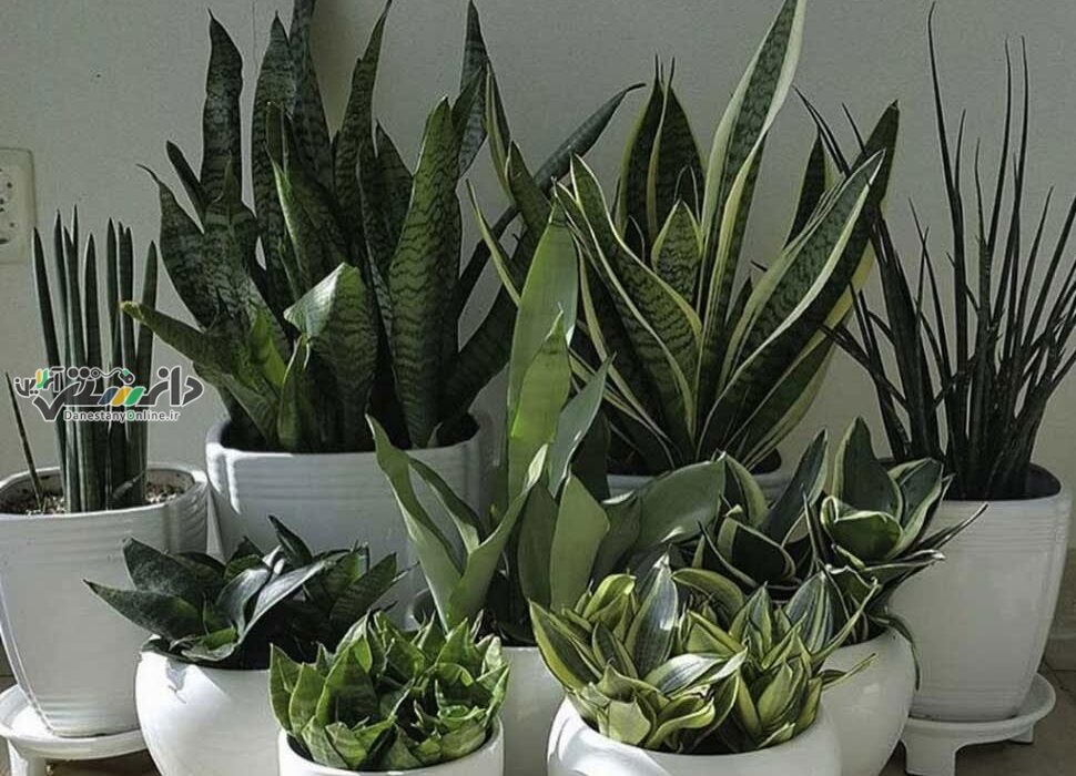 دانستنی پرورش گیاهان آپارتمانی/راهنمای آسان نگهداری از گیاهان برای مبتدی ها