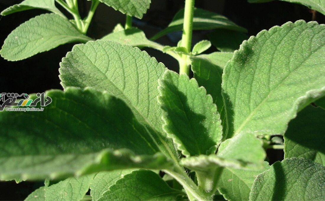 دانستنی طب سنتی/بولدو؛ گیاهی با خواص دارویی شگفت انگیز