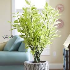 دانستنی گیاهان آپارتمانی/علت ریزش برگ پدیلانتوس و شل شدن ساقههایش