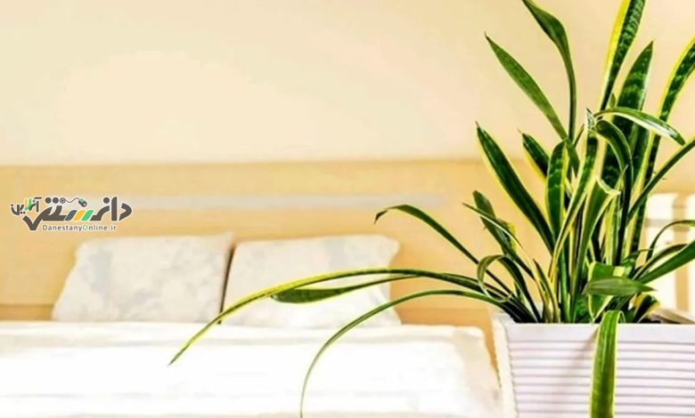 دانستنی گیاهان آپارتمانی/علت خم شدن گیاه سانسوریا چیست؟