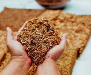 دانستنی سرگرمی/فرق توتون و تنباکو + جزئیات روز لغو امتیاز و نهضت تنباکو