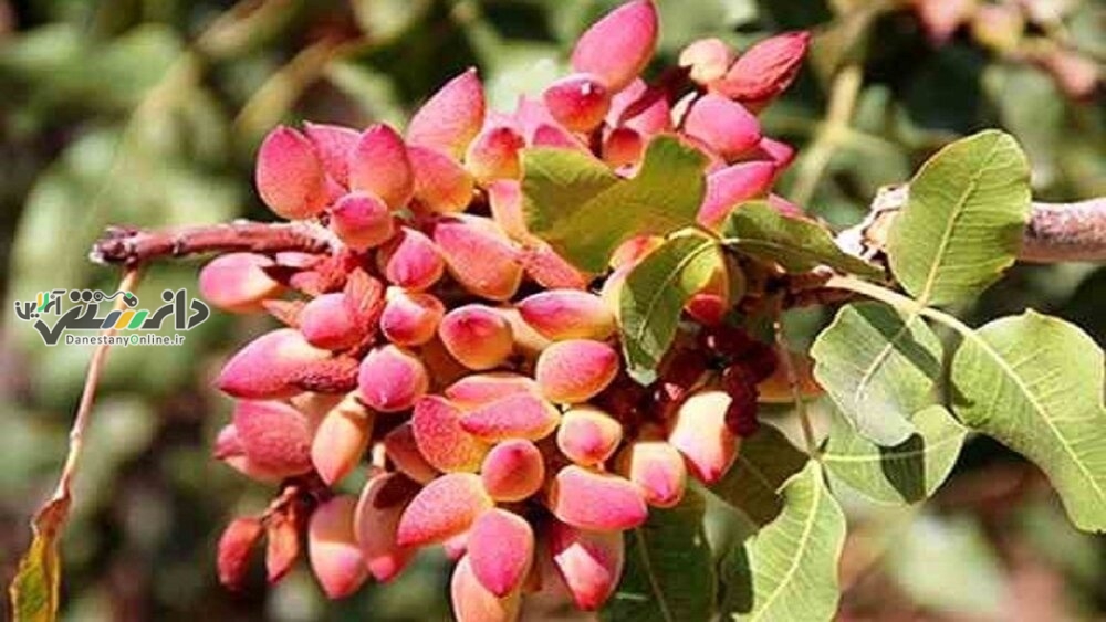 دانستنی کشاورزی/۳۰۰ هزار تن پسته سال گذشته تولید شد