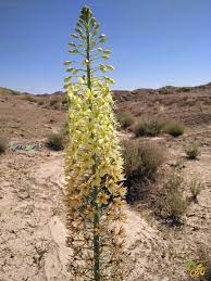 دانستنی طب سنتی/سریش گیاهی باخواص دارویی شگفت انگیز برای سلامت بدن