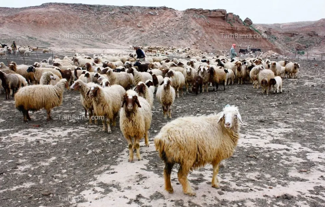 دانستنی کشاورزی/گوسفند زنده کیلویی ۳۰۰ هزار تومان در آستانه عید قربان