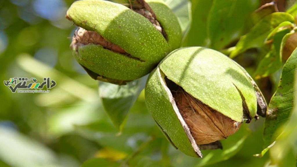 مزایای پوست سبز گردو برای دندان
