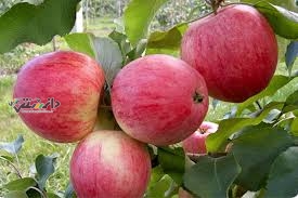 از فواید جادویی سیب گلاب چه می دانید؟
