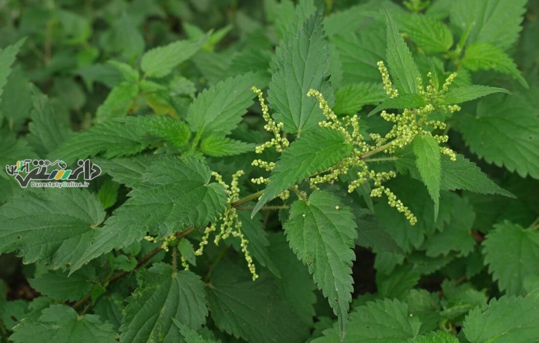 گیاه گزنه بهترین درمان طبیعی سنگ کلیه