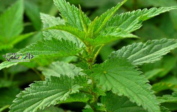 گزنه، گیاه خارق العاده برای دفع سنگ کلیه