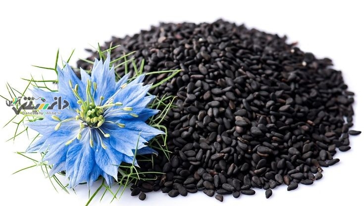 سیاه دانه راهی طبیعی برای کنترل کلسترول