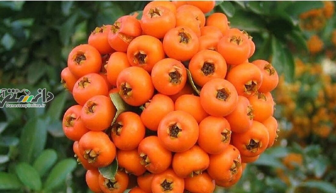 میوه ریز اما پرقدرت برای سلامت قلب