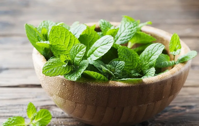 نعناع گیاهی با فواید درمانی و خطرات پنهان