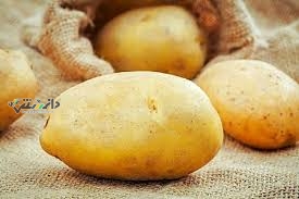 چرا سیب زمینی تلخ می شود و چگونه جلوگیری کنیم ؟