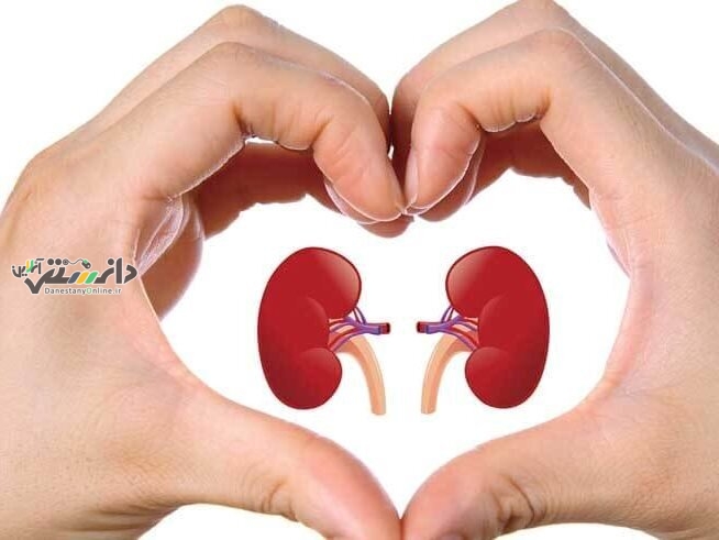 چگونه استرس، کلیههایتان را بیصدا از بین میبرد؟